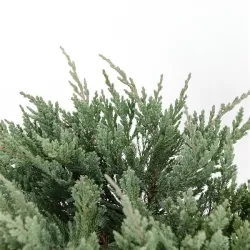 Gulščiasis kadagys - Juniperus horizontalis BLUE CHIP