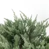 Žvynuotasis kadagys 'Blue Carpet' - Juniperus squamata