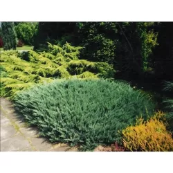 Gulščiasis kadagys - Juniperus horizontalis BLUE CHIP