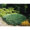 Gulščiasis kadagys - Juniperus horizontalis BLUE CHIP