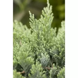 Žvynuotasis kadagys 'Blue Carpet' - Juniperus squamata