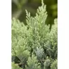 Gulščiasis kadagys - Juniperus horizontalis BLUE CHIP