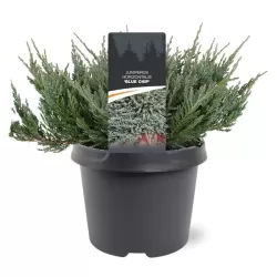 Žvynuotasis kadagys 'Blue Carpet' - Juniperus squamata