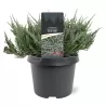 Žvynuotasis kadagys 'Blue Carpet' - Juniperus squamata