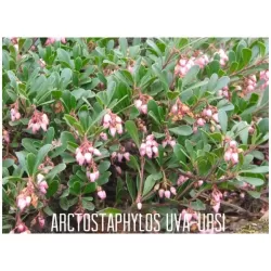 Miltinės meškauogės sodinukai su pristatymu į namus