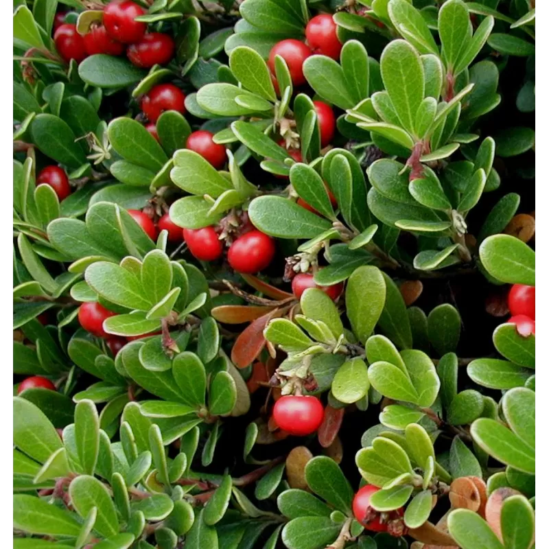 Miltinės meškauogės sodinukai su pristatymu į namus