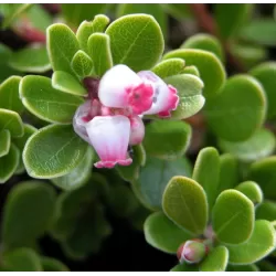 Miltinės meškauogės sodinukai su pristatymu į namus