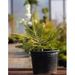 Paprastoji eglė - Picea abies FROHBURG UŽSAKYMAS 2026 METAMS