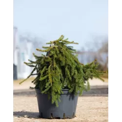 Paprastoji eglė - Picea abies FROHBURG UŽSAKYMAS 2026 METAMS