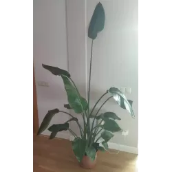 Strelicija - Strelitzia NICOLAI