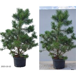 copy of Kalninė pušis - Pinus mugo Mumpitz P38C20 60-80CM (gyva foto 2020-10-21)