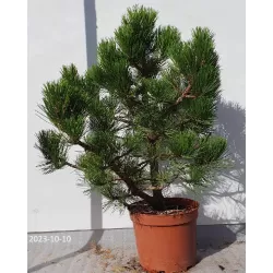 copy of Juodoji pušis - Pinus nigra Hornibrookiana P29C10R 60CM (gyva foto 2020-10-06)