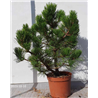 copy of Juodoji pušis - Pinus nigra Hornibrookiana P29C10R 60CM (gyva foto 2020-10-06)