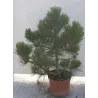 copy of Juodoji pušis - Pinus nigra Hornibrookiana P29C10R 60CM (gyva foto 2020-10-06)