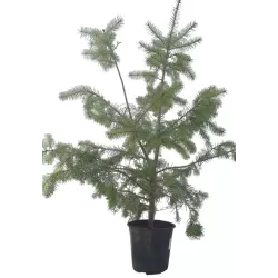 copy of Didžioji pocūgė - Pseudotsuga menziesii P19C3 30-50CM gyva foto 2021-10-21