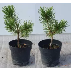 Pinus Mugo Winter Gold
