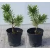 copy of Pinus mugo Winter Gold 60 CM STAM C1,5/P15
