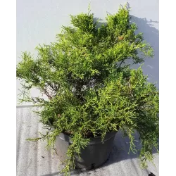 copy of Tarpinis kadagys - Juniperus × media Old Gold P29C10 30-40CM W40-60 gyva foto 2021-10-21