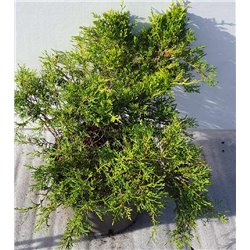copy of Tarpinis kadagys - Juniperus × media Old Gold P29C10 30-40CM W40-60 gyva foto 2021-10-21