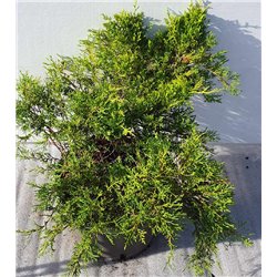 Tarpinis kadagys - Juniperus × media OLD GOLD