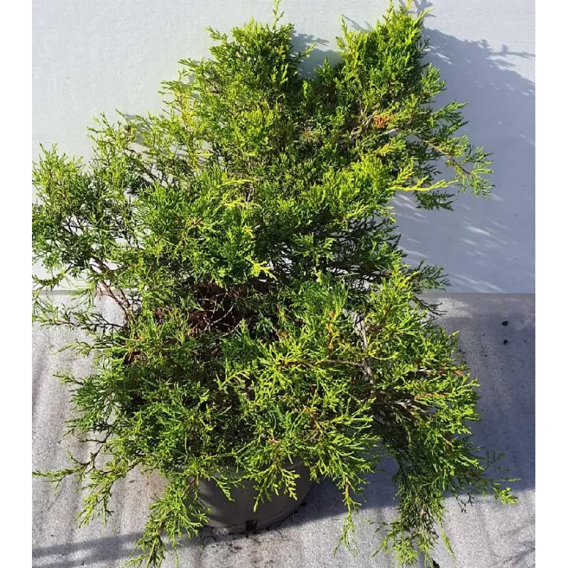 copy of Tarpinis kadagys - Juniperus × media Old Gold P29C10 30-40CM W40-60 gyva foto 2021-10-21