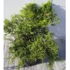 copy of Tarpinis kadagys - Juniperus × media Old Gold P29C10 30-40CM W40-60 gyva foto 2021-10-21