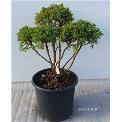 Puošnusis kadagys - Juniperus pingii LODERI formuotas MULTIBALL