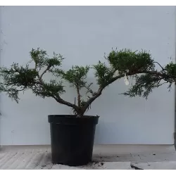 Virgininis kadagys - Juniperus chinensis (virginiana) GREY OWL