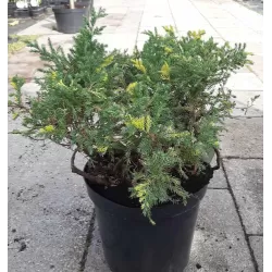 Kininis kadagys - Juniperus chinensis EXPANSA AUREOSPICATA