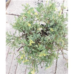 Kininis kadagys - Juniperus chinensis EXPANSA AUREOSPICATA
