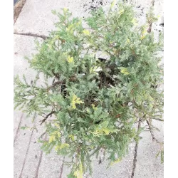Kininis kadagys - Juniperus chinensis EXPANSA AUREOSPICATA
