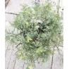 Kininis kadagys - Juniperus chinensis EXPANSA AUREOSPICATA