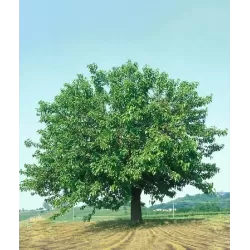 Išankstinis augalų užsakymas internetu