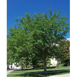 Išankstinis augalų užsakymas internetu