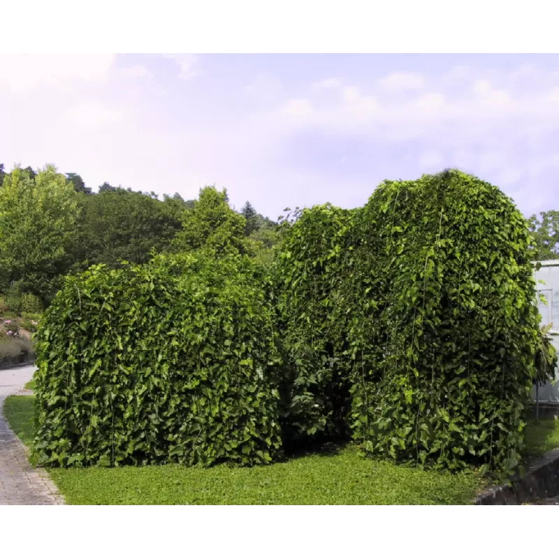 Medžiai vazonuose ir su šaknų gumulu - atsiėmimas medelyne Vitaflora