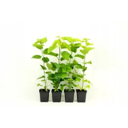 Išankstinis augalų užsakymas internetu