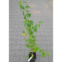 Juodasis šilkmedis su pristatymu į namus