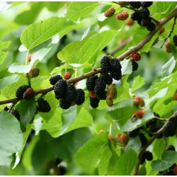 Mulberry - Morus nigra