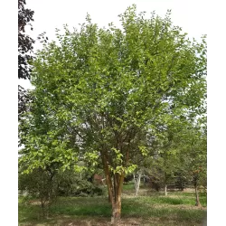 Juodasis šilkmedis su pristatymu į namus