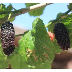 Juodasis šilkmedis su pristatymu į namus