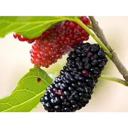 Šilkmedžiai su pristatymu Lietuvoje