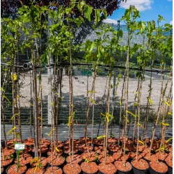 Juodasis šilkmedis su pristatymu į namus