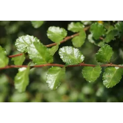 Nothofagus antarctica P9 30-50 CM