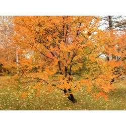 Nothofagus antarctica P9 30-50 CM