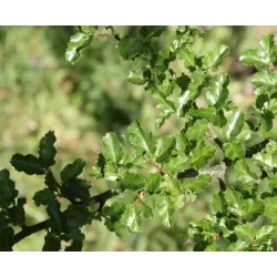 Antarktinis notofagas - Nothofagus antarctica