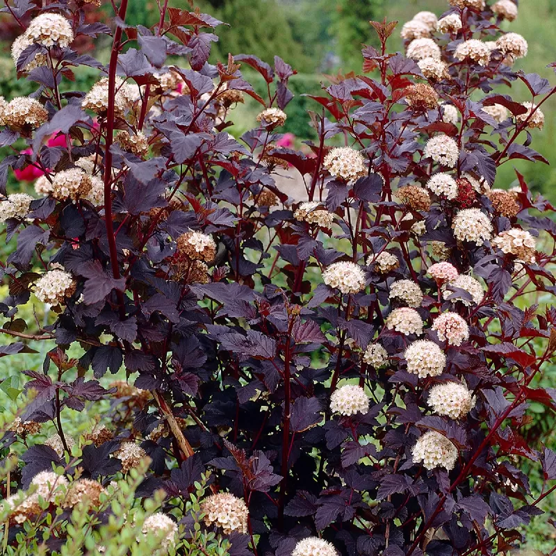 Physocarpus opulifolius DIABOLO