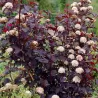 Physocarpus opulifolius DIABOLO
