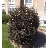 Physocarpus opulifolius DIABOLO