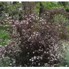 Physocarpus opulifolius DIABOLO