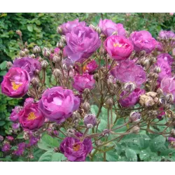 Rosa SIBELIUS®